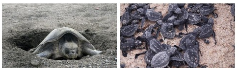 Tortuguias