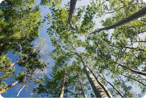 Bosque