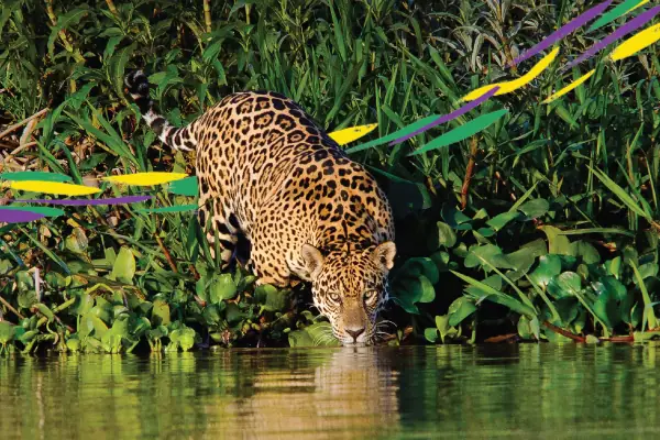 Para seguir siendo el hogar de miles de especies