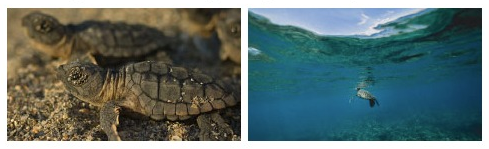 Tortuguias